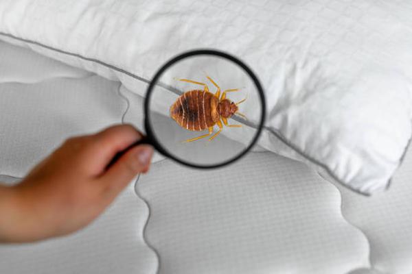 How to Spot a Bed Bug Infestation Before It Spreads