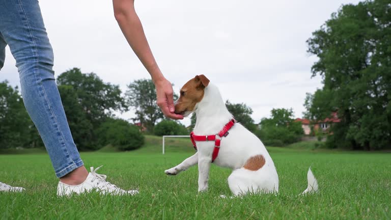 Top-Rated Dog Trainers in Fort Myers for Lasting Results